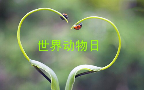 1931年10月04日：世界动物日