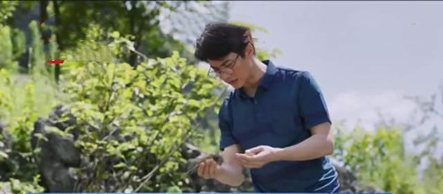 《石头开花》戴志强引进石斛