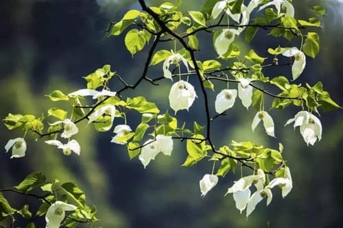 鸽子树是什么植物
