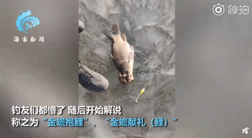 金蟾抱鲤是什么意思
