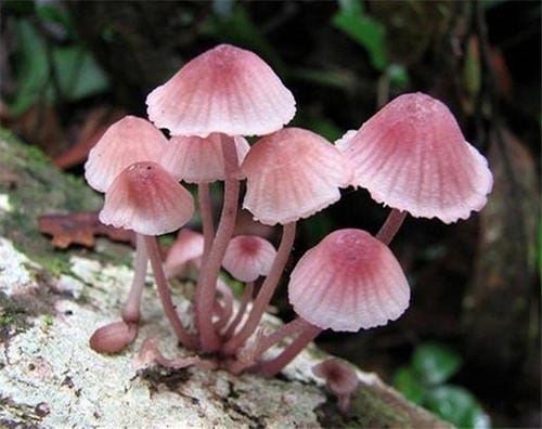 毒蘑菇中毒的处理方法