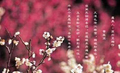 《虞美人·宜州见梅作》译文及赏析