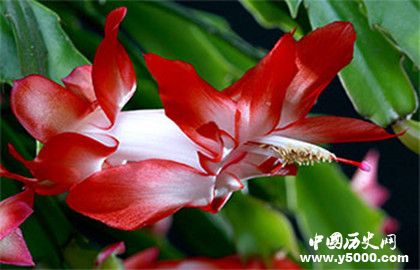 巴西的国家文化_巴西的风俗礼仪_中国历史网