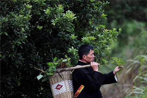 苗族医药真的很厉害吗