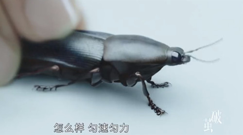 《破茧》宋志平是利用什么原理杀死琪琪的