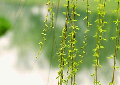 清明节的插柳风俗介绍