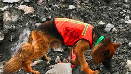 搜救犬能干什么