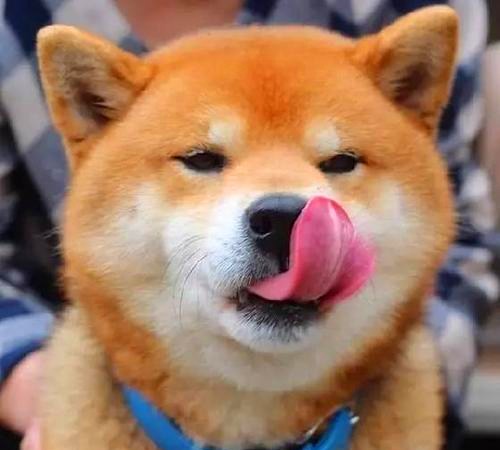 狗狗为什么舔人脸