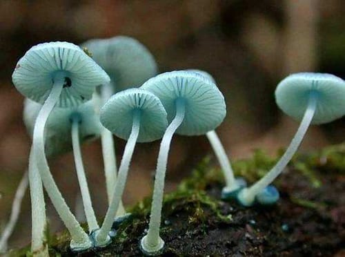 毒蘑菇中毒的类型