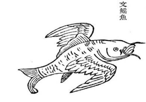 山海经中真实存在的动物文鳐