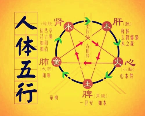 五行在生理方面的应用