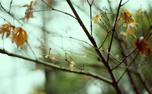 《唐明皇秋夜梧桐雨》内容简介
