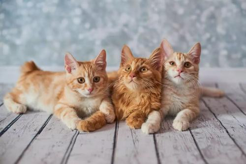 猫虱怎么彻底去除