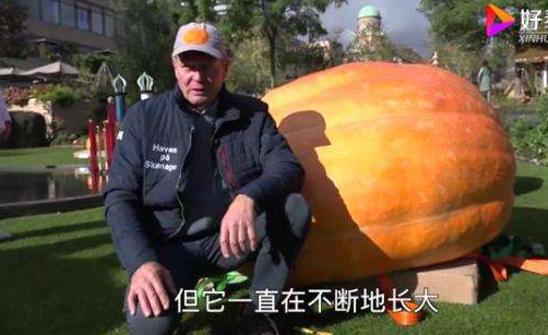 丹麦巨型南瓜970公斤破纪录