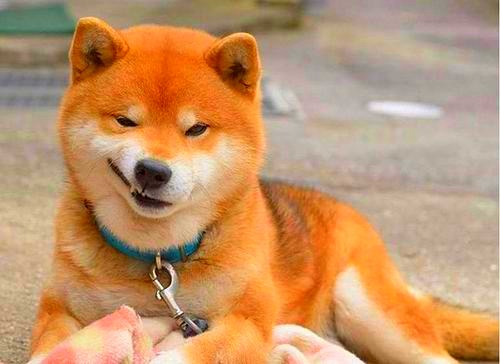 柴犬是什么品种