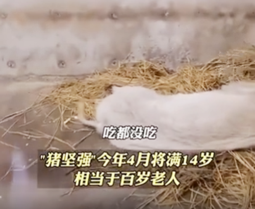 汶川猪坚强的故事