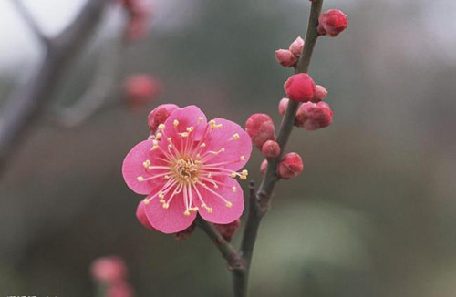 陆游为什么喜欢梅花