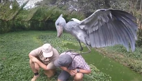 鲸头鹳为什么跟人鞠躬