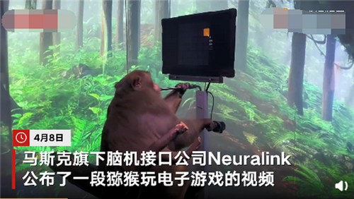 猴子用意念打游戏视频