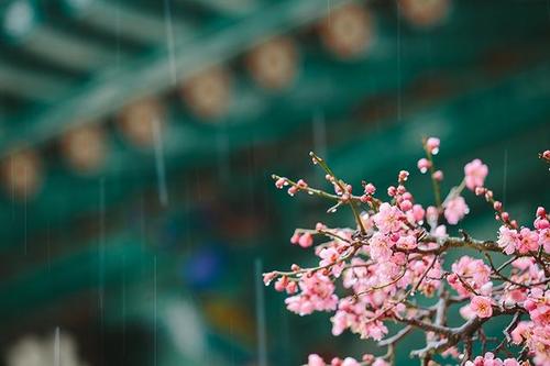 为什么说春雨贵如油