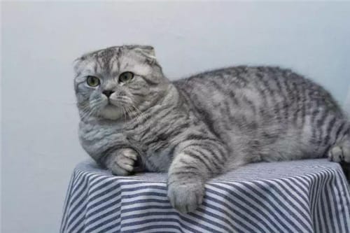折耳猫为什么不能养