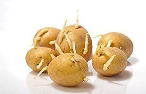 土豆发芽了还能吃吗