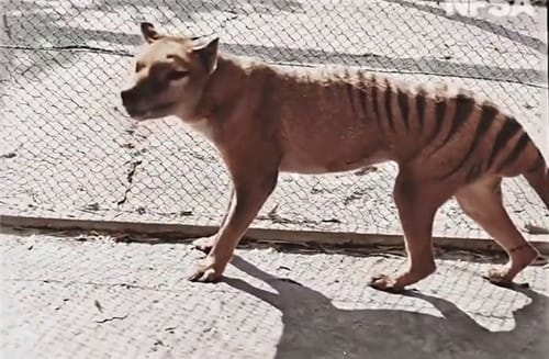 袋狼长什么样