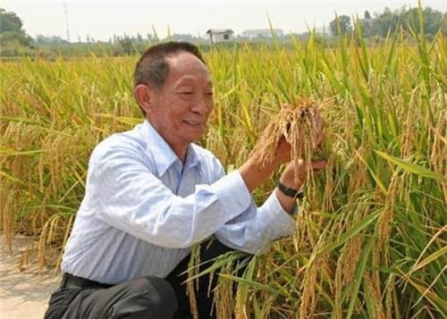 袁隆平为了国人吃饱饭做出了哪些努力