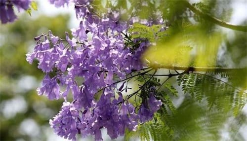 蓝花楹长什么样