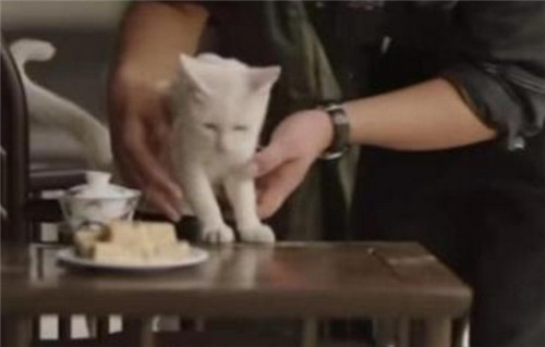 《当家主母》猫出现在第几集