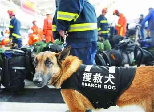搜救犬的作用