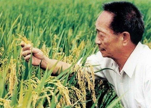袁隆平的科研成就和主要事迹