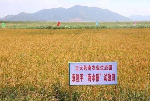 海水稻是什么